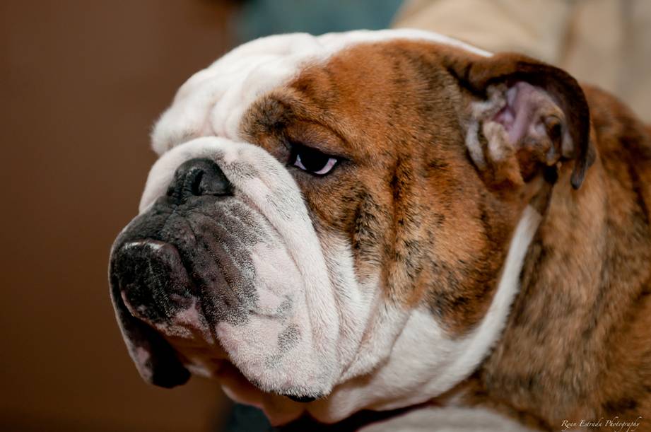 English bulldog pedigree database