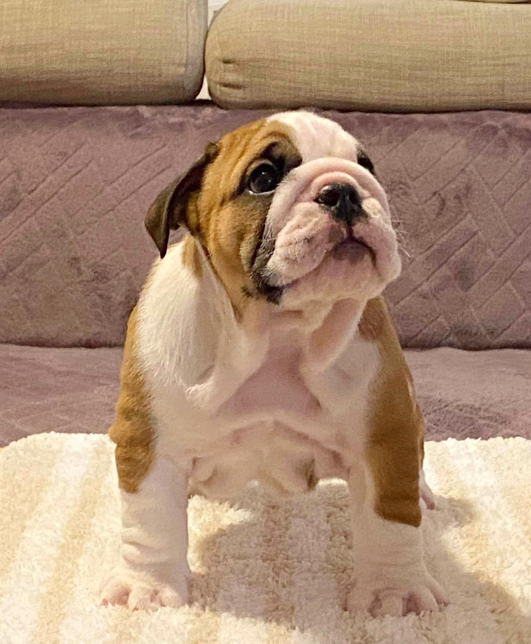 English Bulldog pedigree Database